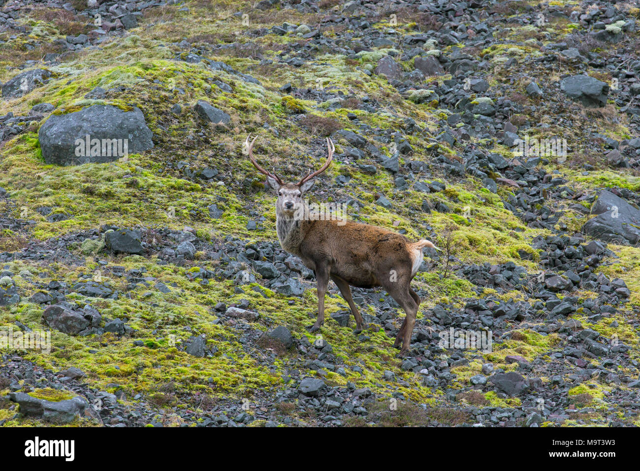 Red Deer cervo maschio / (Cervus elaphus) sul pendio di montagna nelle colline in inverno nelle Highlands scozzesi, Scotland, Regno Unito Foto Stock