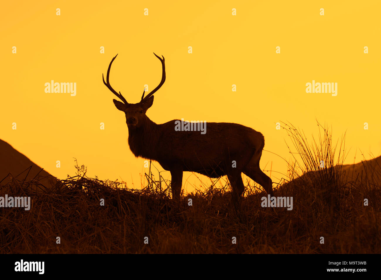 Red Deer cervo maschio / (Cervus elaphus) sulla brughiera nelle colline stagliano contro il tramonto nelle Highlands scozzesi, Scotland, Regno Unito Foto Stock
