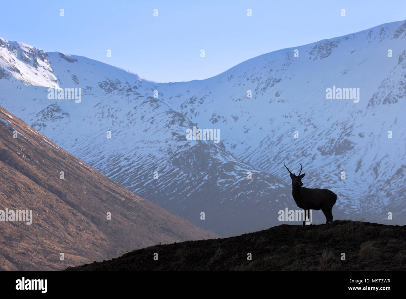 Silhouette di cervo rosso cervo maschio / (Cervus elaphus) sulla brughiera in collina in inverno nelle Highlands scozzesi, Scotland, Regno Unito Foto Stock