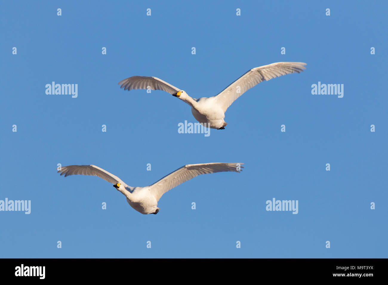 Due cigni whooper (Cygnus cygnus) in volo contro il cielo blu Foto Stock
