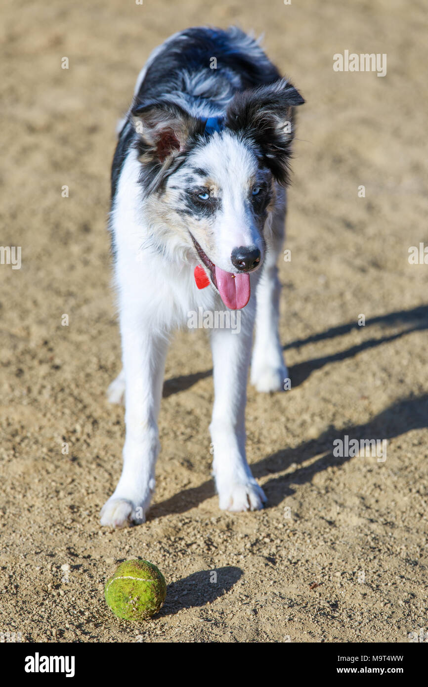 Bianco & Nero Border Collie cucciolo di prendersi una pausa dalla caccia una palla in un dog park. Foto Stock