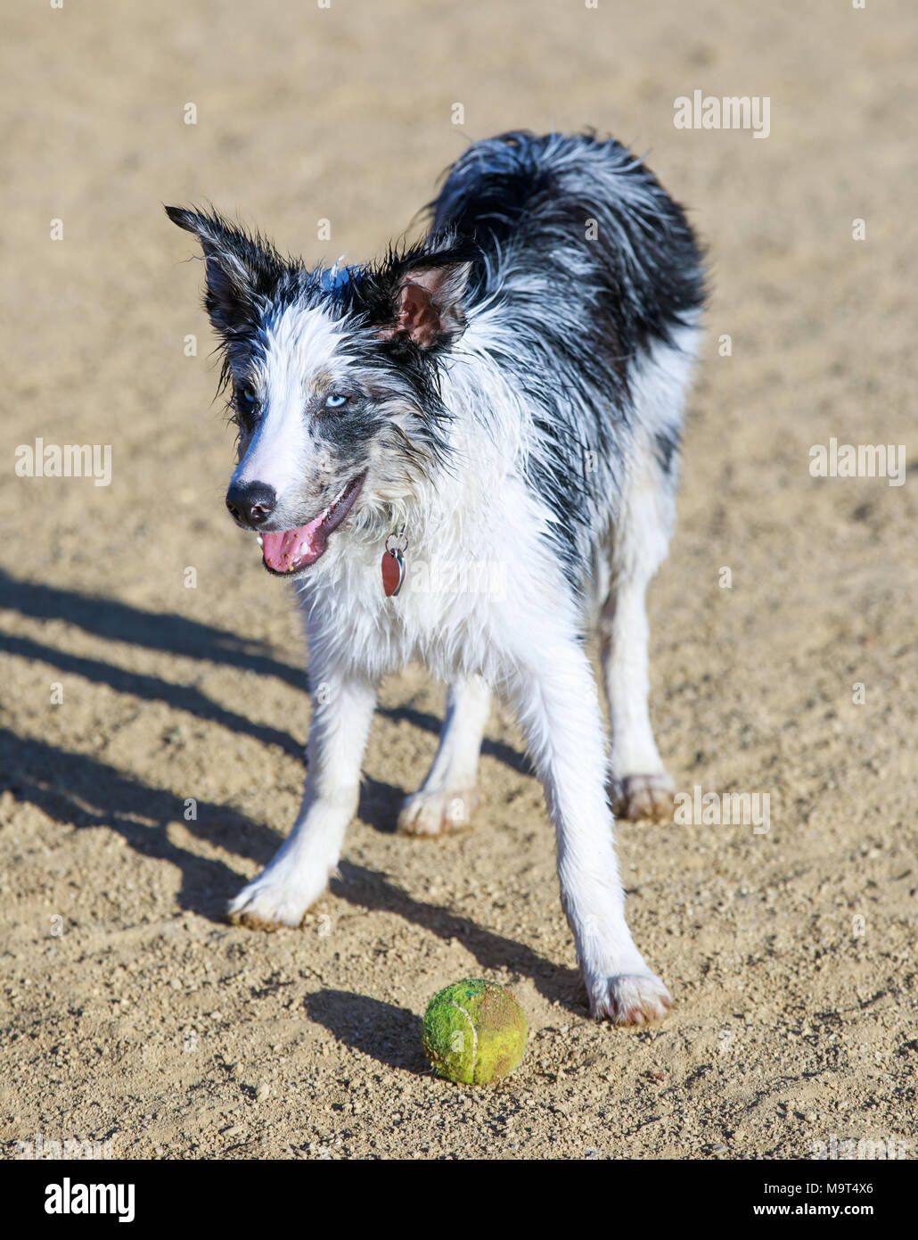 Wet Black & White Border Collie cucciolo di prendersi una pausa dalla caccia una palla in un dog park. Foto Stock