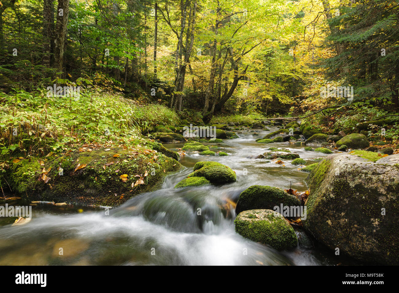 Ramo sud del fiume di Israele in basso e Burbanks concedere, New Hampshire durante i mesi autunnali. Questo fiume scorre al fianco di Jefferson tacca Road. Foto Stock