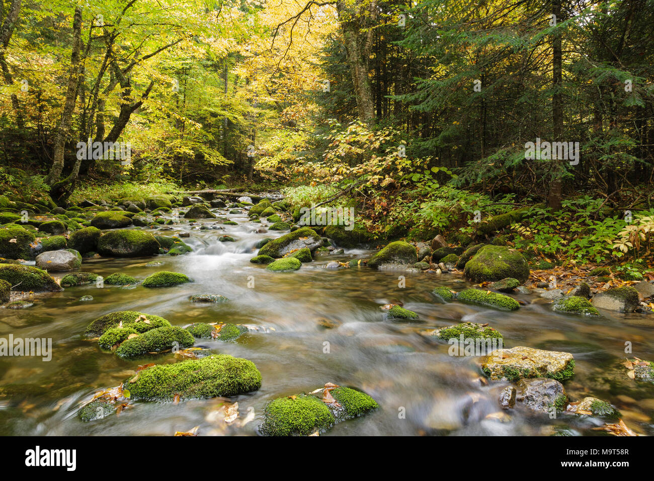 Ramo sud del fiume di Israele in basso e Burbanks concedere, New Hampshire durante i mesi autunnali. Questo fiume scorre al fianco di Jefferson tacca Road. Foto Stock