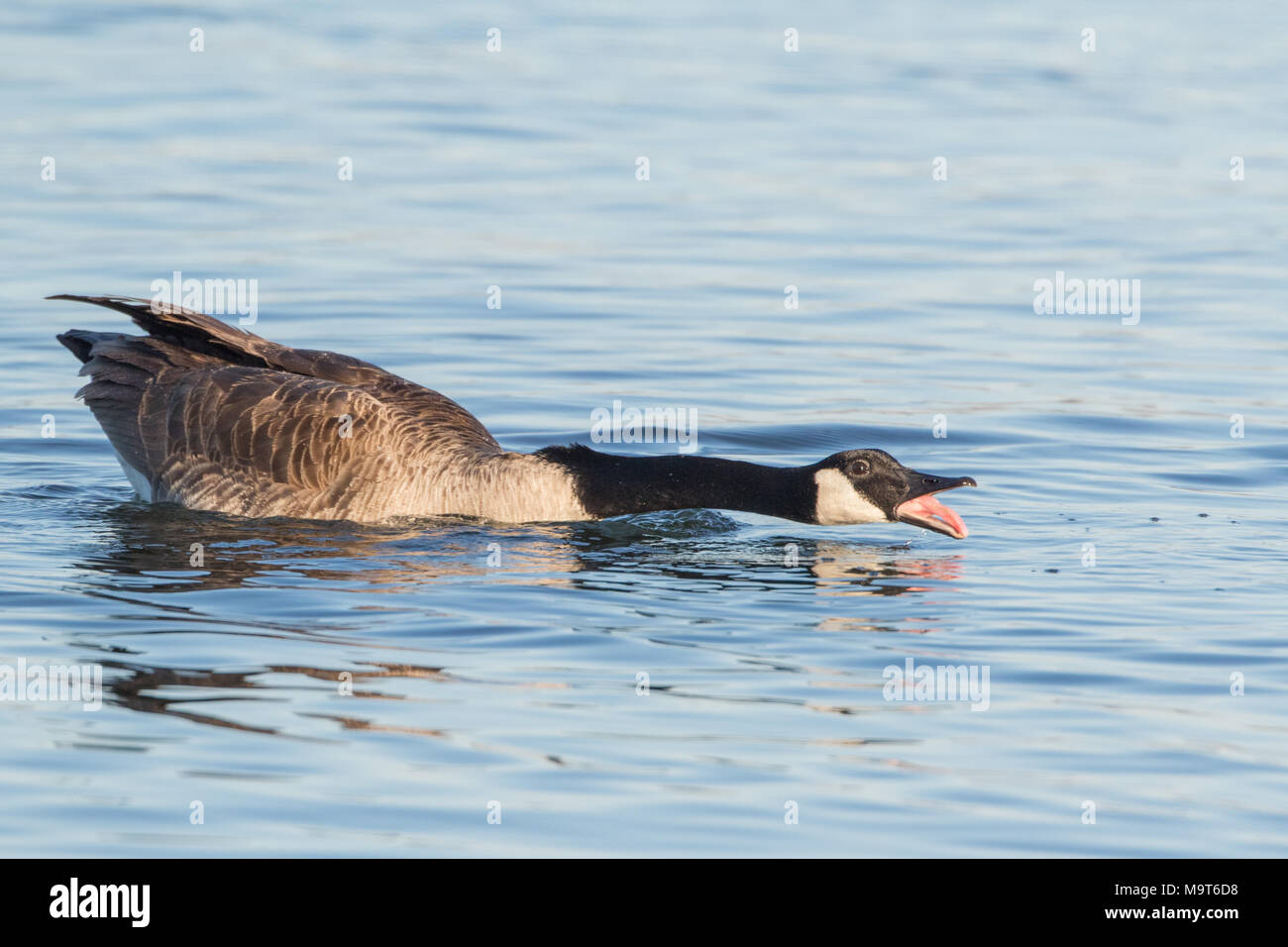 Un agitato Canada Goose sull'acqua. Foto Stock