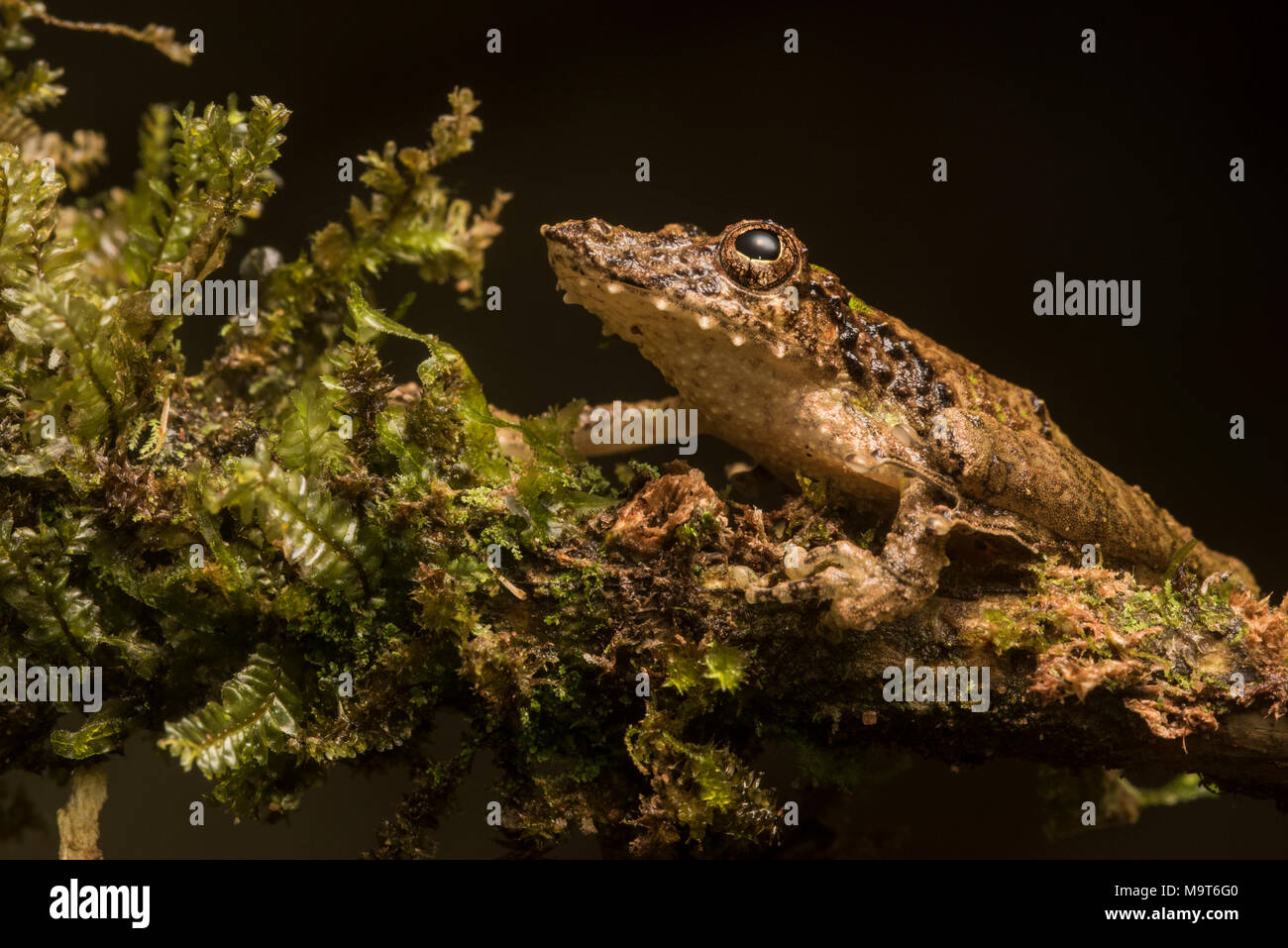 Un snouted raganella (Scinax garbei) dal Perù, questa specie è molto difficile da trovare tra la vegetazione come la sua mimetizzazione è eccellente. Foto Stock