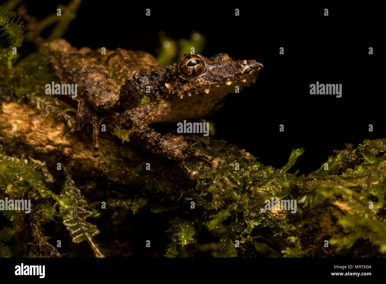 Un snouted raganella (Scinax garbei) dal Perù, questa specie è molto difficile da trovare tra la vegetazione come la sua mimetizzazione è eccellente. Foto Stock