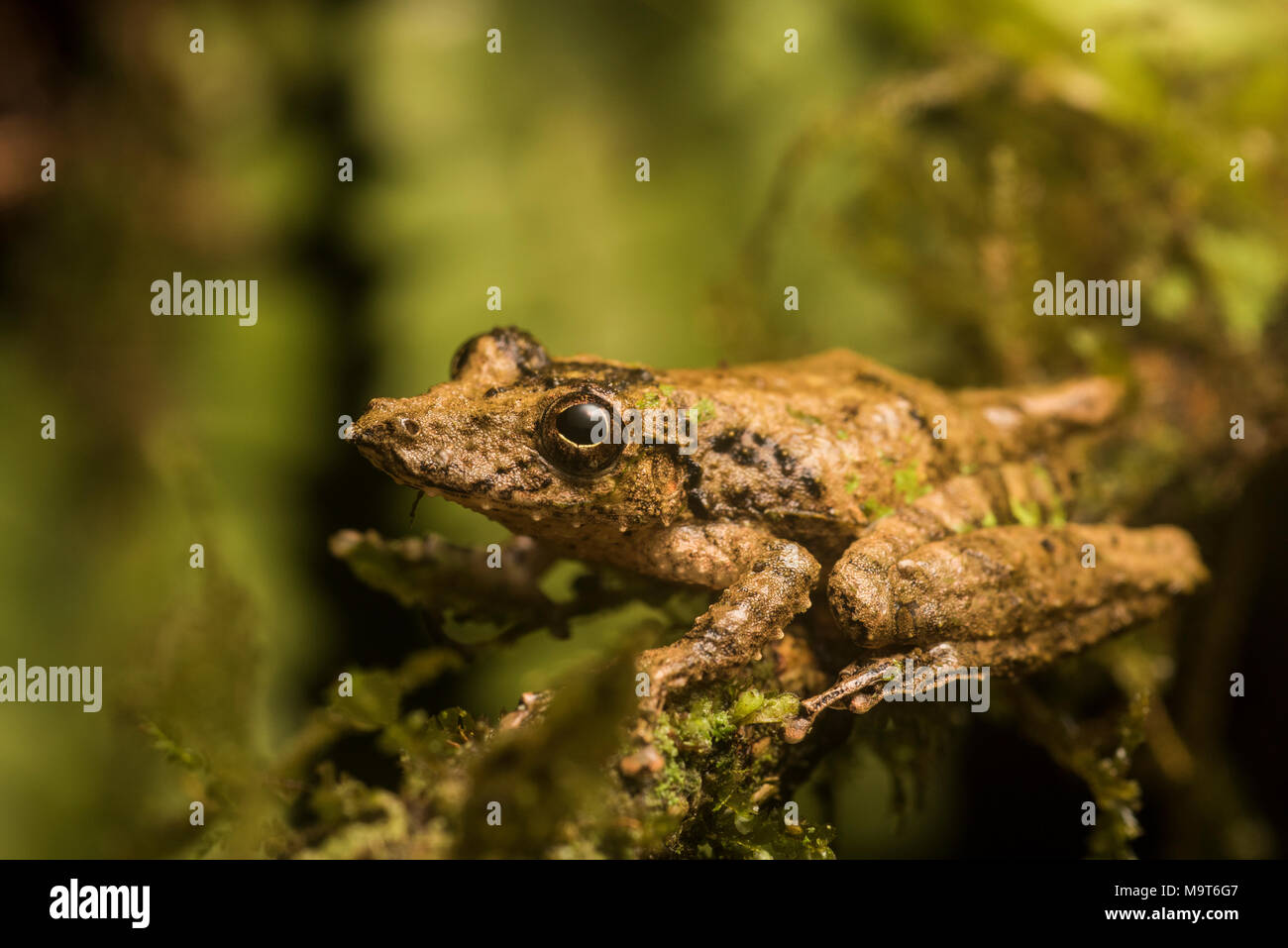 Un snouted raganella (Scinax garbei) dal Perù, questa specie è molto difficile da trovare tra la vegetazione come la sua mimetizzazione è eccellente. Foto Stock