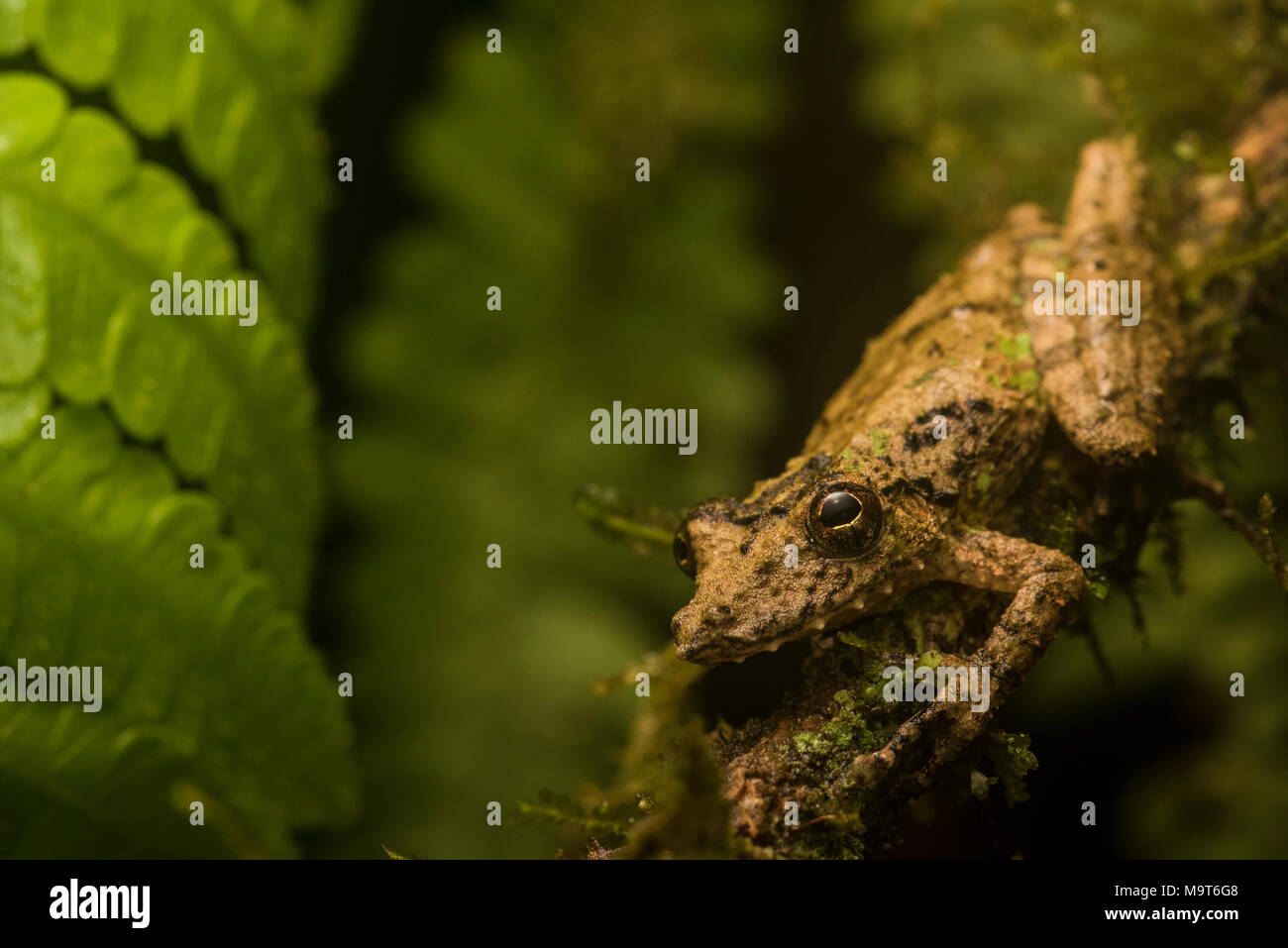 Un snouted raganella (Scinax garbei) dal Perù, questa specie è molto difficile da trovare tra la vegetazione come la sua mimetizzazione è eccellente. Foto Stock