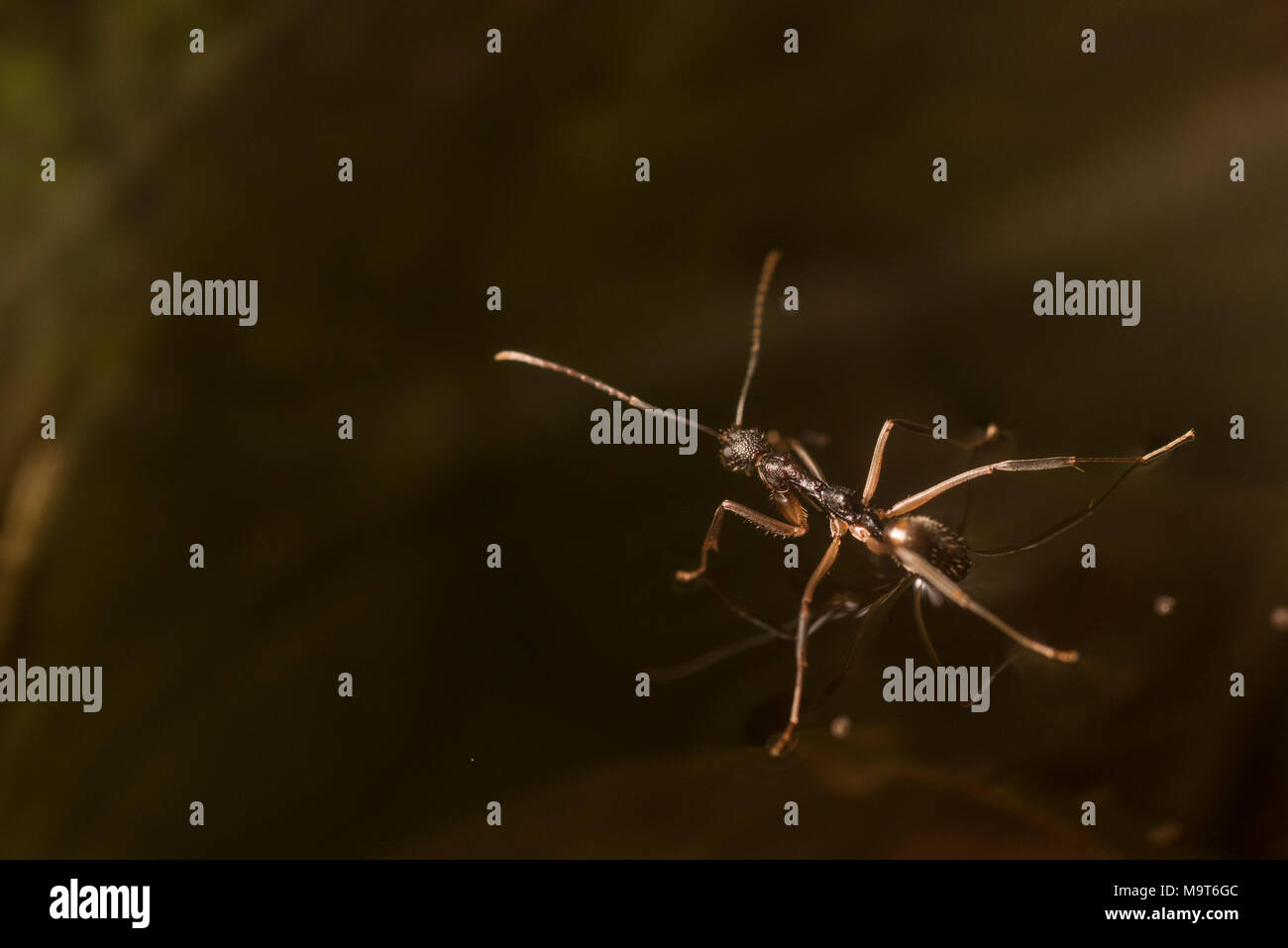 Formica sulla superficie dell'acqua immagini e fotografie stock ad alta  risoluzione - Alamy