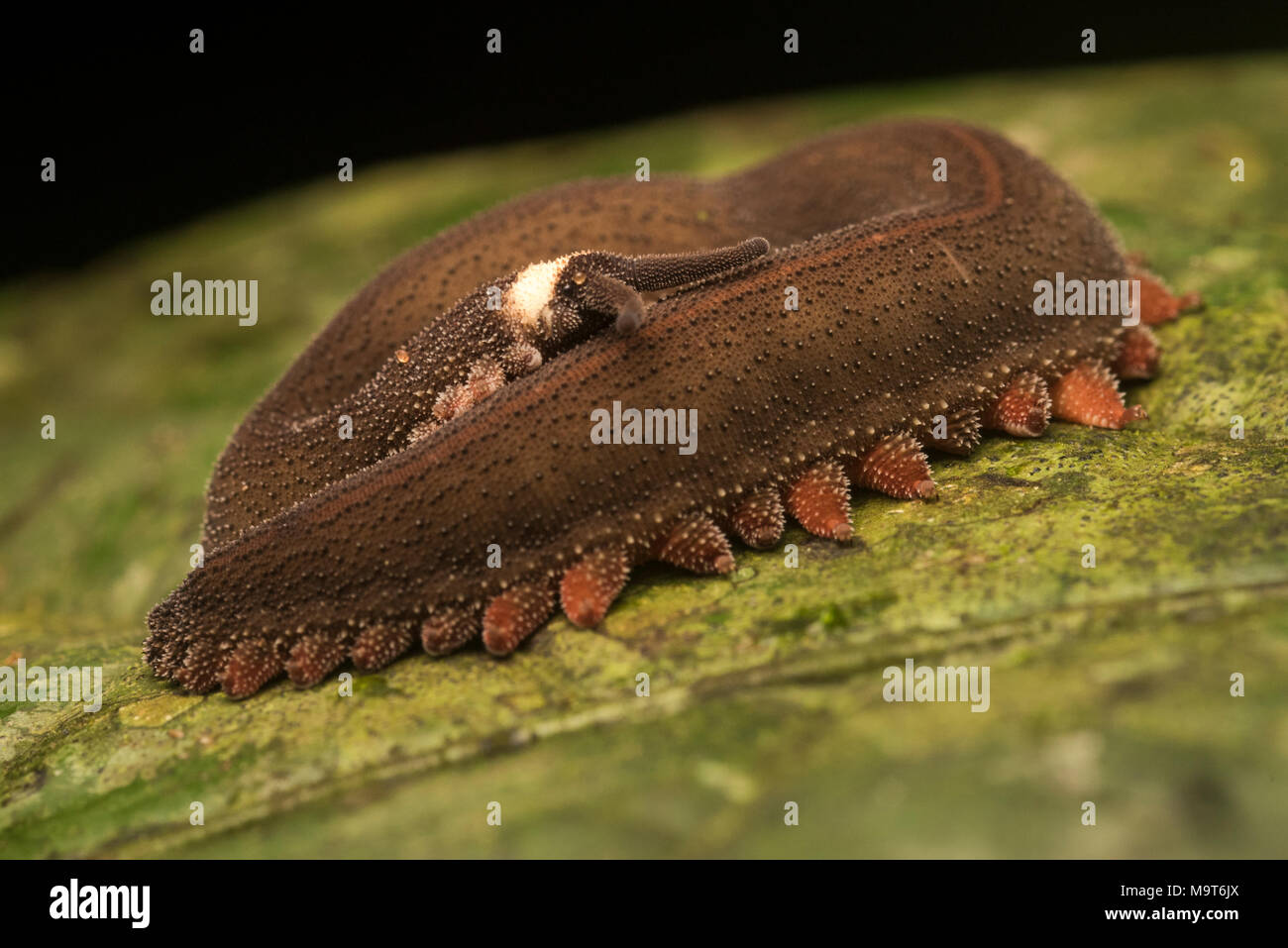 Un molto strano, dispari, e primitivo animale; questo è un worm di velluto. Questa specie dal Perù è in genere Oroperipatus. Foto Stock