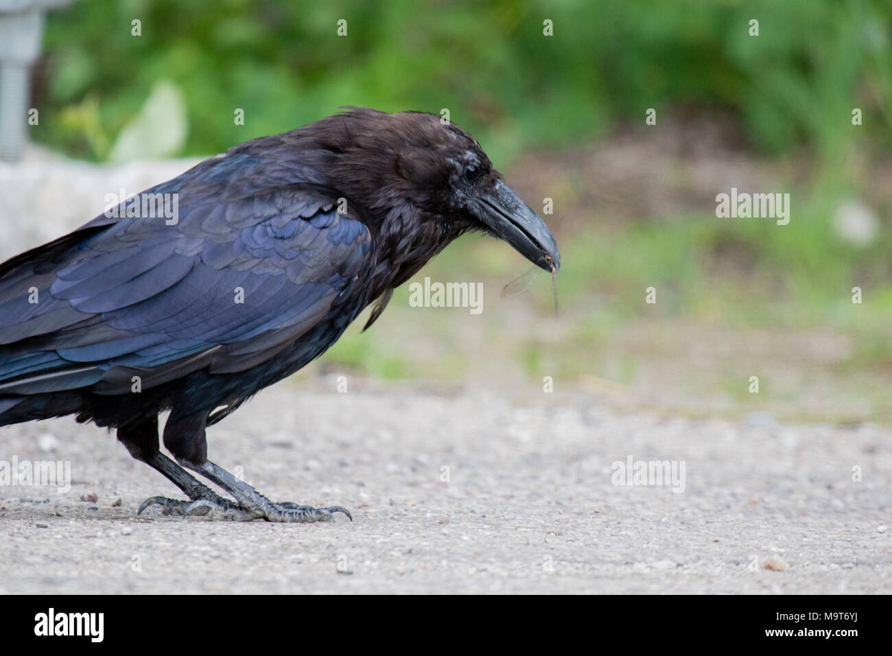 Comune di Corvo imperiale Corvus corax mangiare dragonfly in Northwest Territories NWT Canada Foto Stock