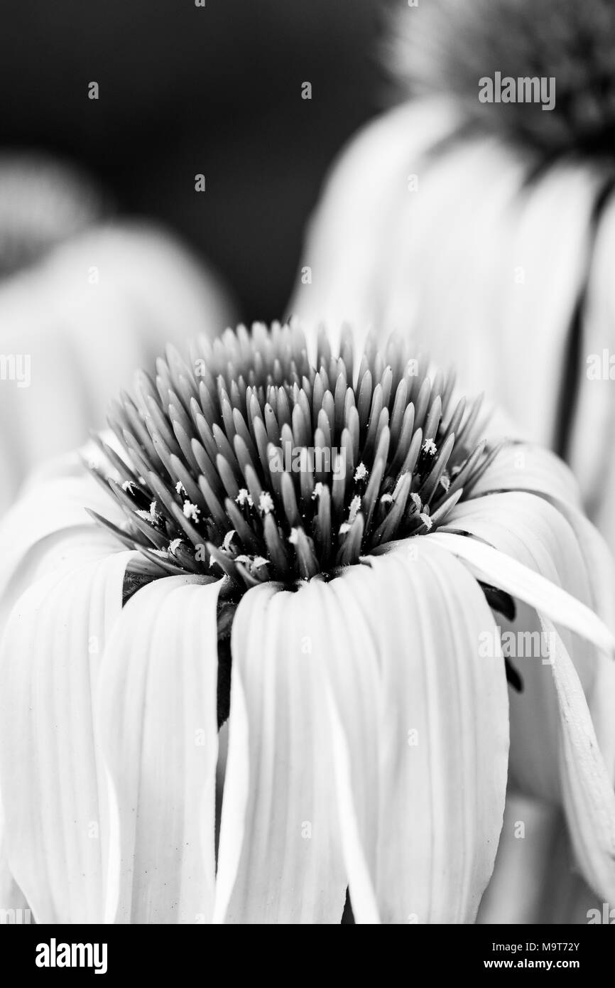 Echinacea fiori gialli che sbocciano. Echinacea utilizzata nella medicina alternativa a un sistema immunitario booster. Foto Stock