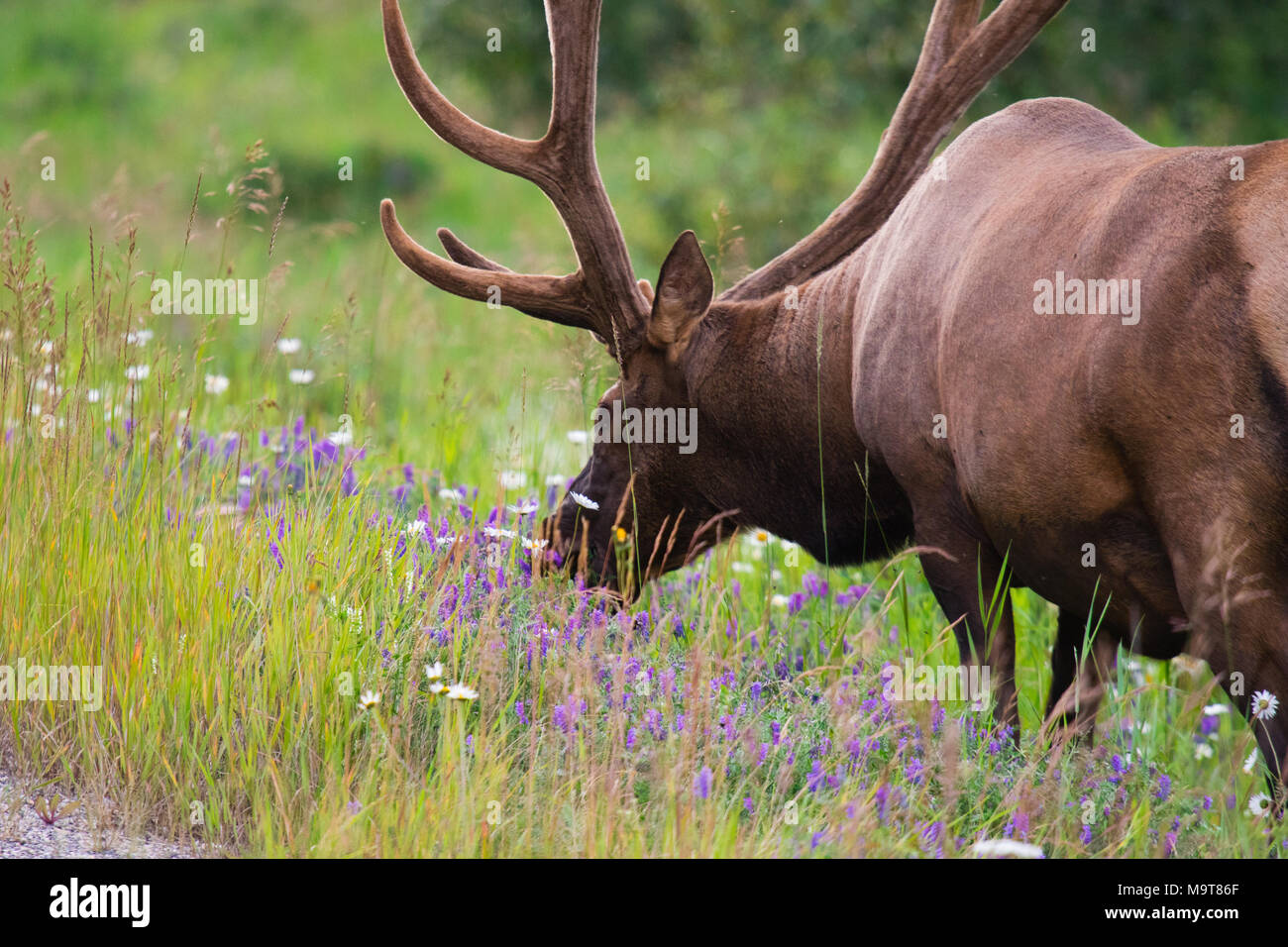 Wild Antlered bull elk o Wapiti (Cervus canadensis) pascolando nella wildgrass e fiori selvatici, il Parco Nazionale di Banff Alberta Canada Foto Stock