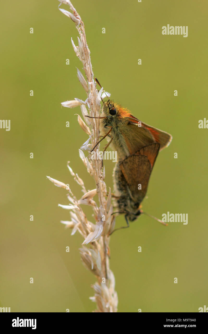 Piccola skipper (Thymelicus sylvestris) coniugata su uno stelo Foto Stock