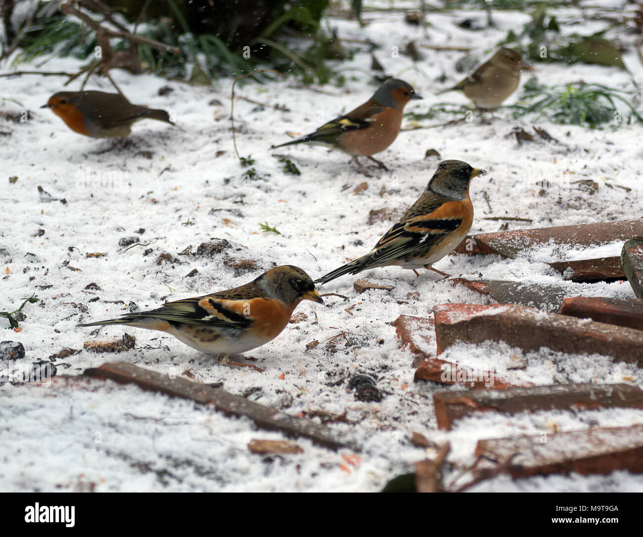 Fringilla montifringilla - Bramblings in inverno attratti da mangimi Foto Stock