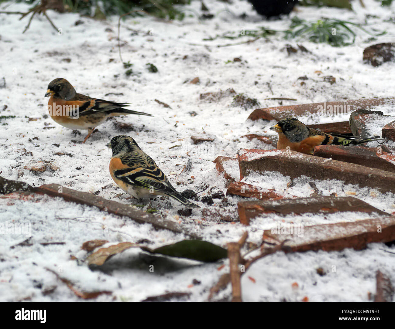 Fringilla montifringilla - Bramblings in inverno attratti da mangimi Foto Stock