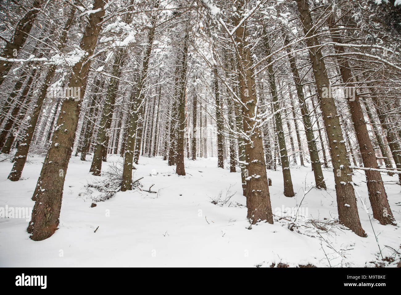 Inverno scena di foresta con alberi innevati Foto Stock
