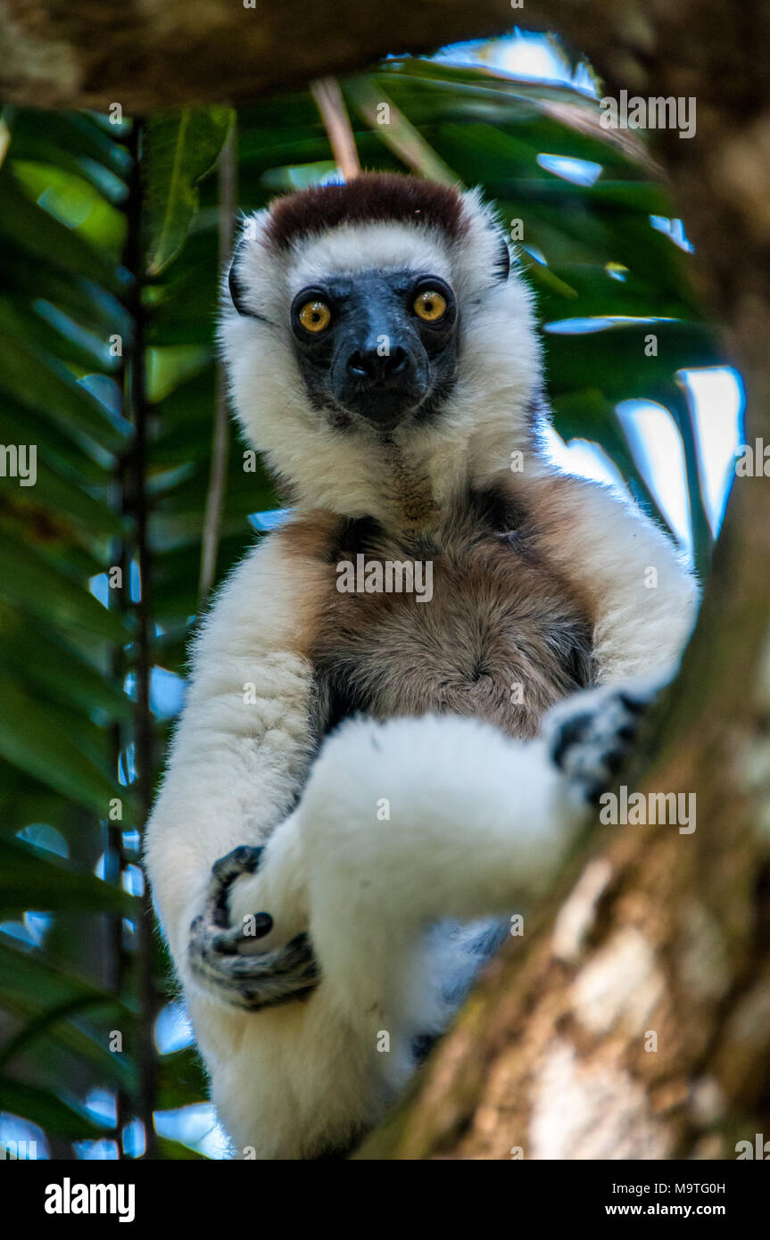 Lemure sifaka nei rami di un albero Foto & Immagine Stock ...