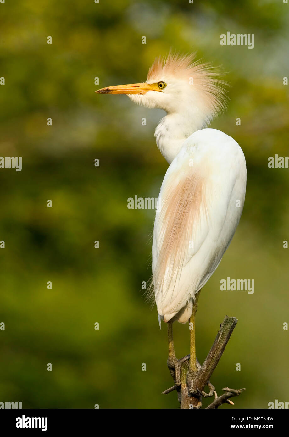 Airone guardabuoi (Bubulcus ibis), in un rookery in Alabama River palude, nella contea di Clark, Alabama, Stati Uniti d'America. Regno: Animalia Phylum : Chordata classe: Aves Foto Stock