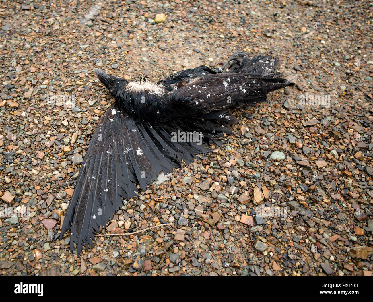 Un corvo morto sul lato della strada su fondo bagnato e innevato pomeriggio a molla, nel nord-ovest Montana. American crow, Corvus brachyrhynchos. Foto Stock