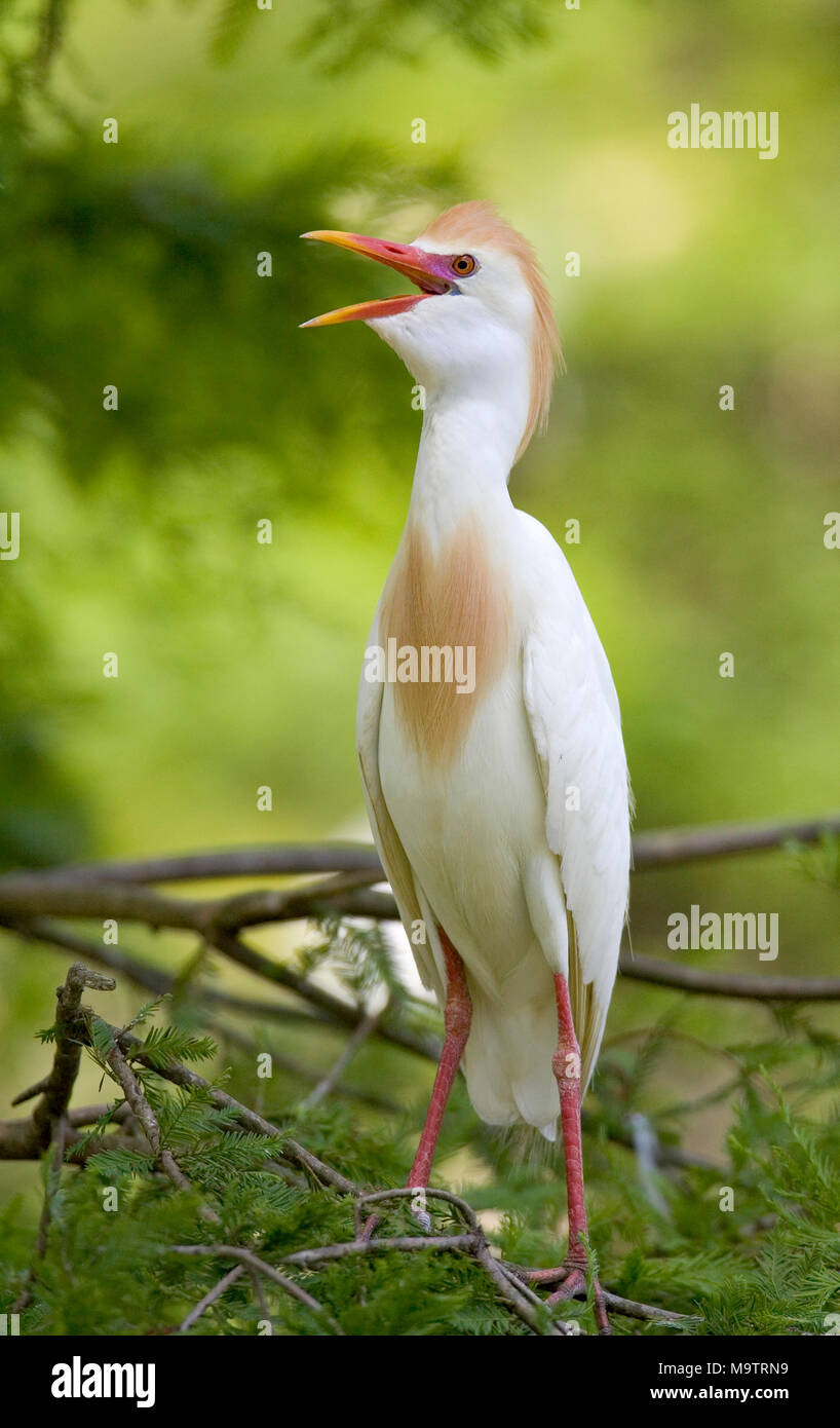 Airone guardabuoi (Bubulcus ibis), in un rookery stagno al Silver Creek, southwest Alabama Foto Stock