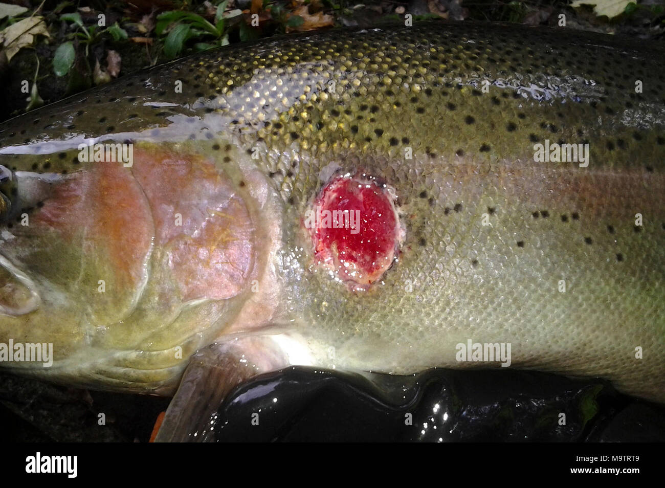 Steelhead con una lampreda di mare ferita. Steelhead con una lampreda di mare avvolto Foto Stock