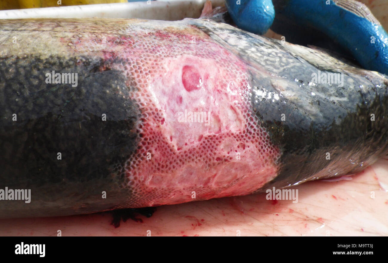 Il ferito trota di lago da un altro angolo. Il ferito trota di lago da un altro angolo Foto Stock