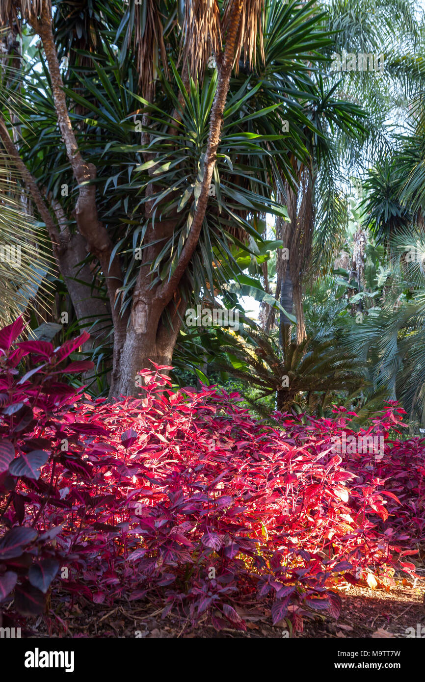 Parque de Málaga Foto Stock
