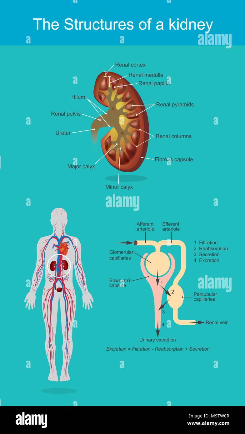 I reni sono organi a forma di fagiolo che servono alcuni essenziali funzioni regolatorie nei vertebrati. Illustrazione Vettoriale