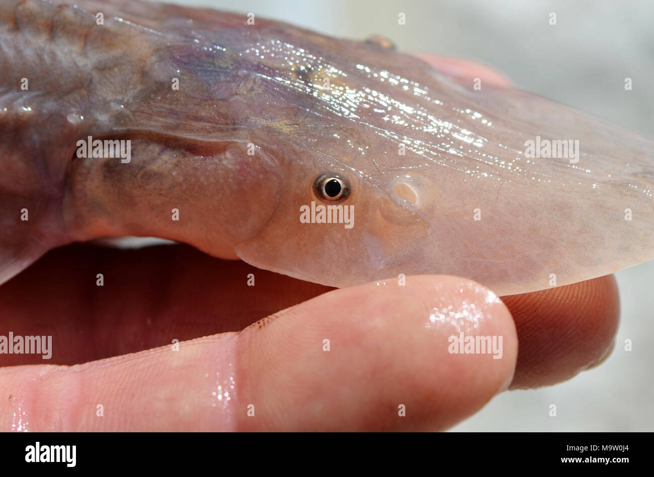 I capretti pallida Storione occhio. I capretti pallida Occhio di storione Foto Stock