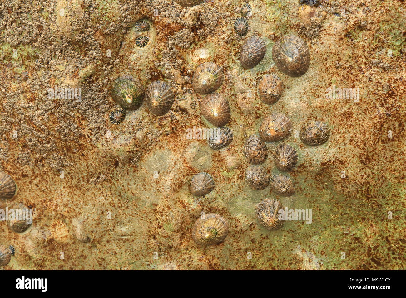 Gruppo di comune patelle (Patella vulgata) attaccato alla roccia colorati durante la bassa marea Foto Stock