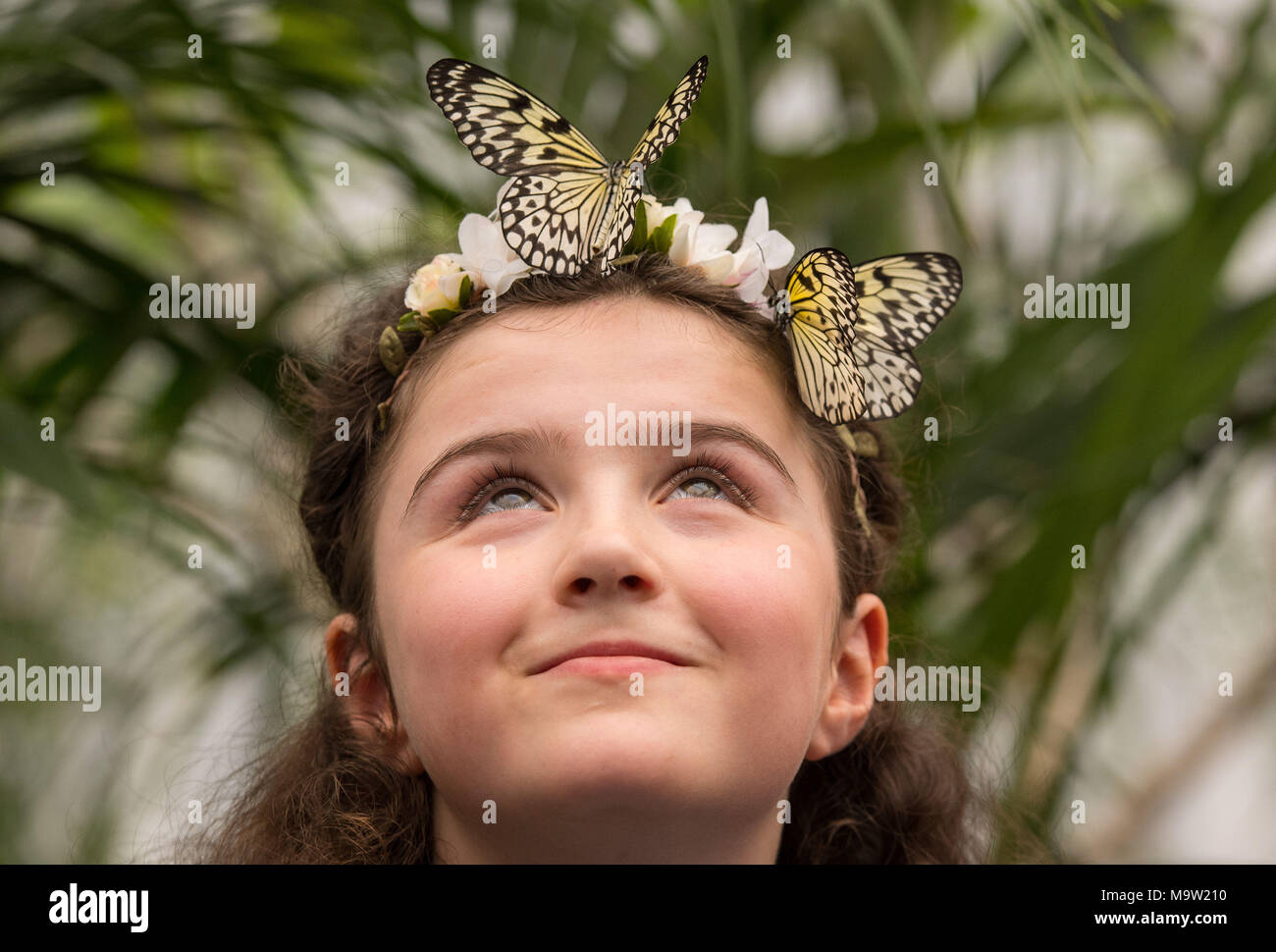 Freya, 10, guarda a due Tree Nymph farfalle nella sensazionale farfalle mostra, presso il Museo di Storia Naturale di Londra, che permette ai visitatori di vedere centinaia di farfalle provenienti da Asia, Africa e Americhe. Foto Stock
