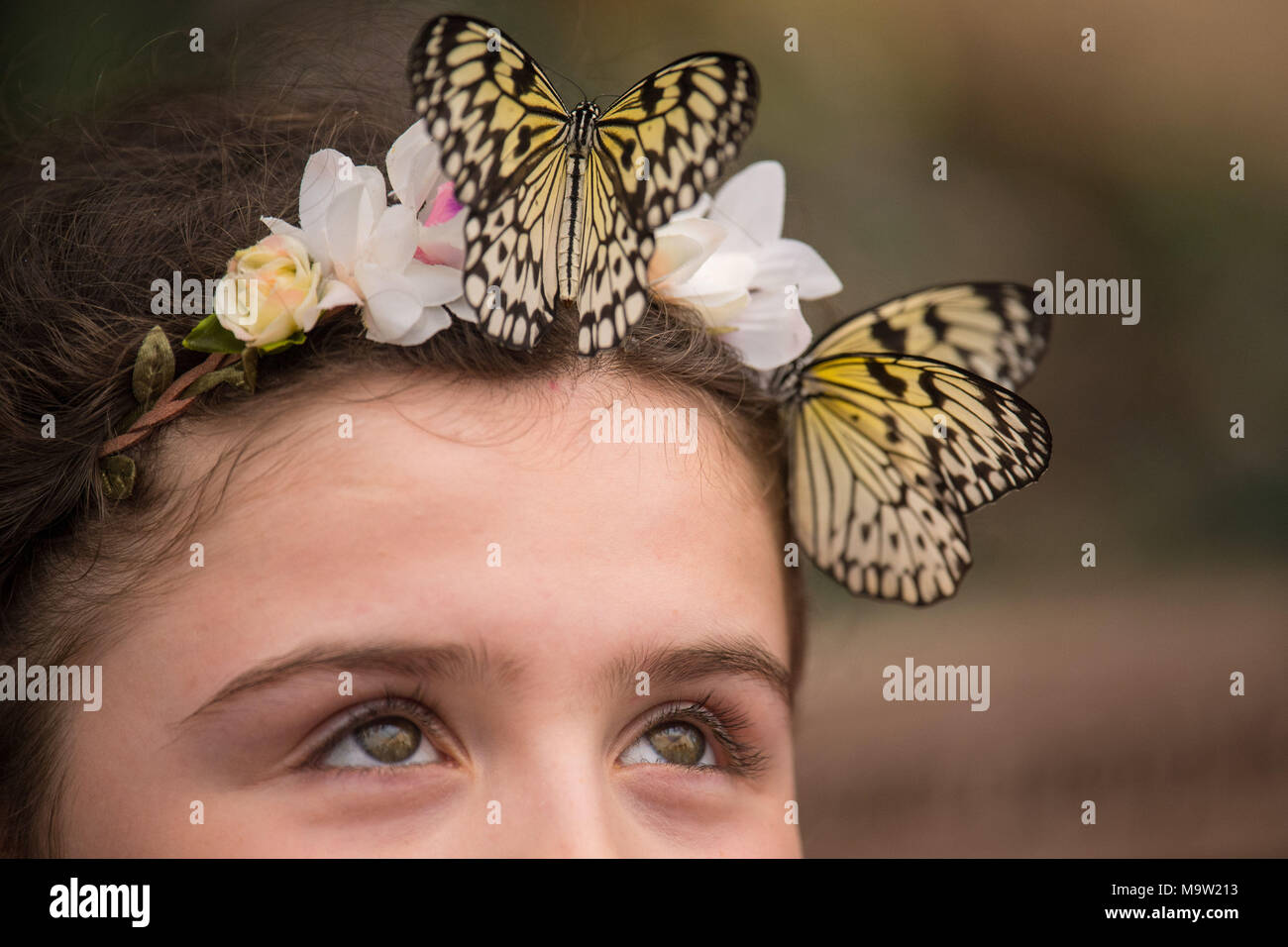 Freya, 10, guarda a due Tree Nymph farfalle nella sensazionale farfalle mostra, presso il Museo di Storia Naturale di Londra, che permette ai visitatori di vedere centinaia di farfalle provenienti da Asia, Africa e Americhe. Foto Stock