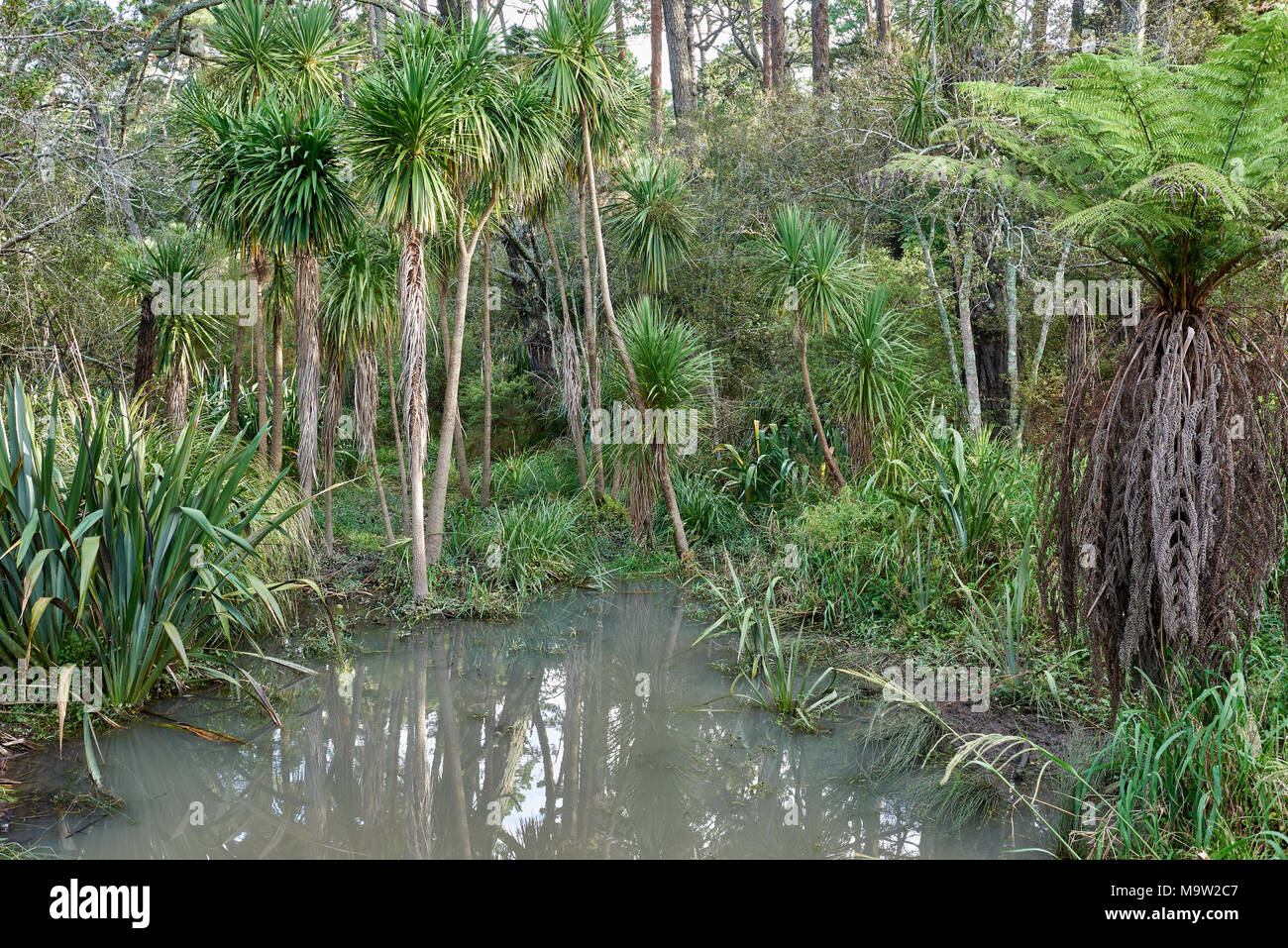 Zona paludosa con lussureggiante fogliame Foto Stock