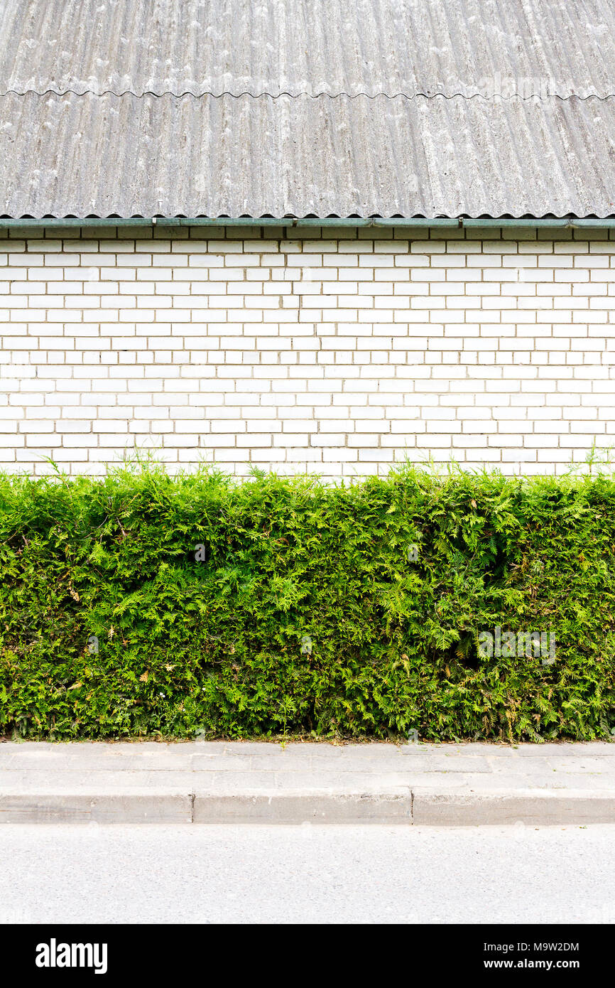 Green arbour hedge con il bianco muro di mattoni, tetto e lo sfondo sul marciapiede Foto Stock