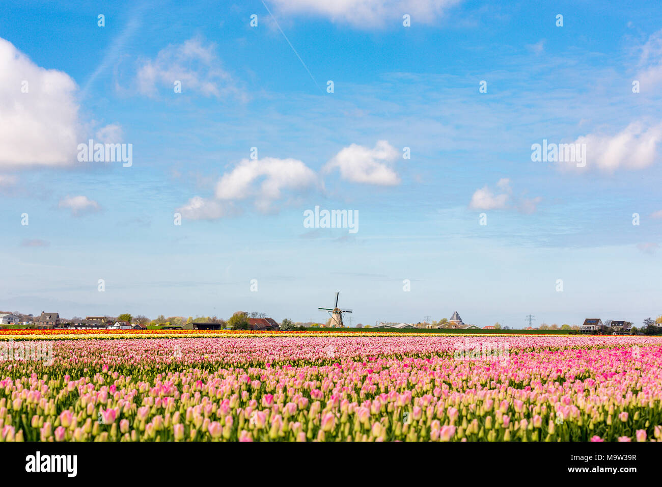 I campi con tulipani rosa in Abbenes nei Paesi Bassi. E lo storico Mulino a vento Lisserpoel dal 1676. Foto Stock