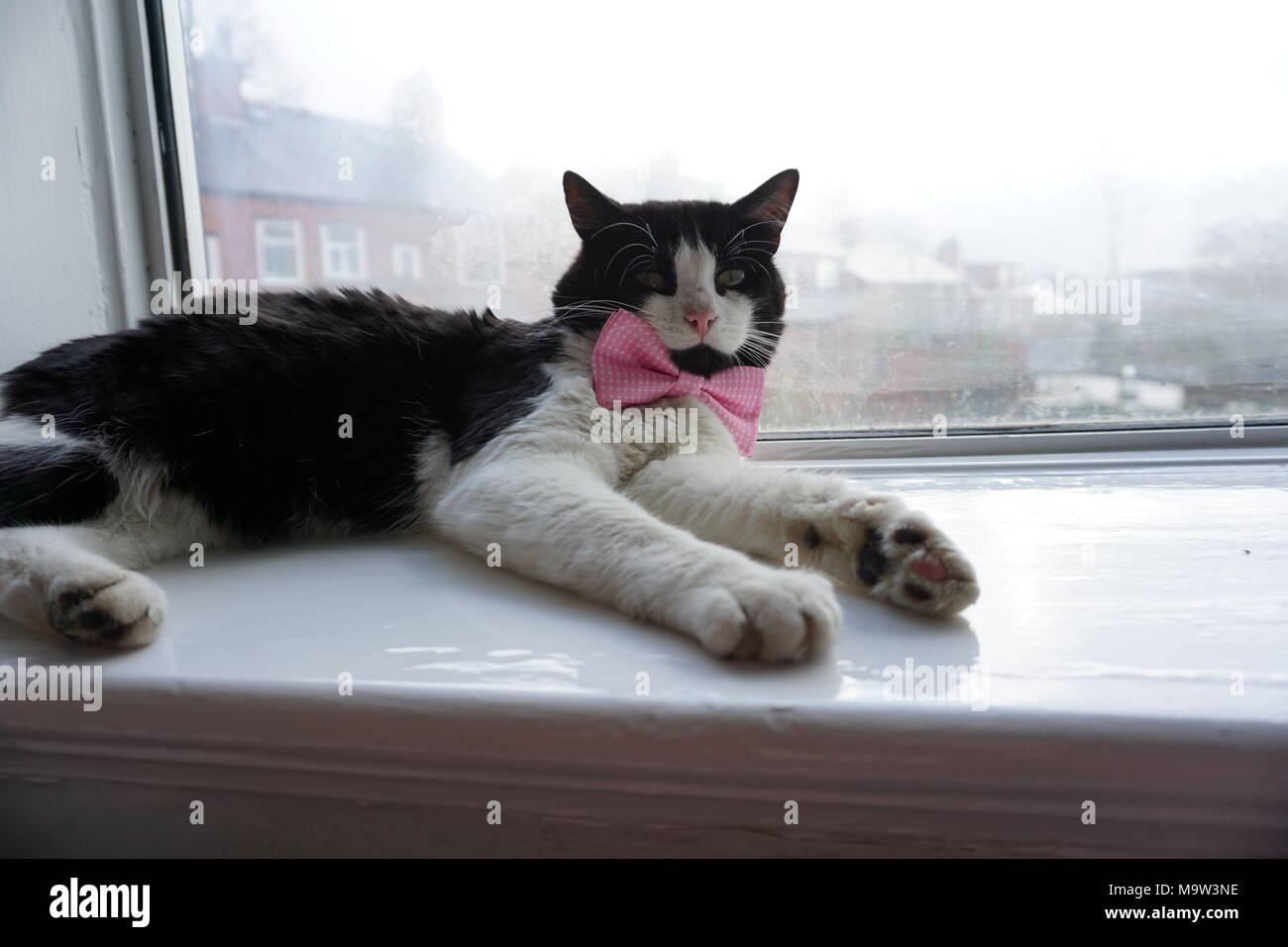 Black & White Cat Modeling Pink Bow tie & vetri Foto Stock