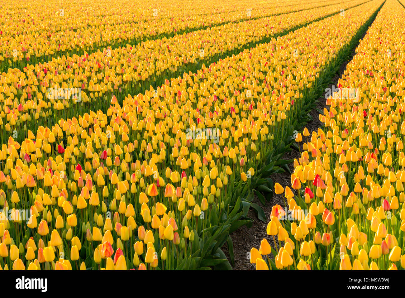 I campi con tulipani gialli in Noordwijkerhout Paesi Bassi. Foto Stock
