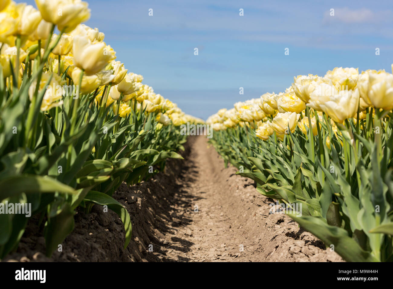 I campi con tulipani gialli nei Paesi Bassi. Foto Stock