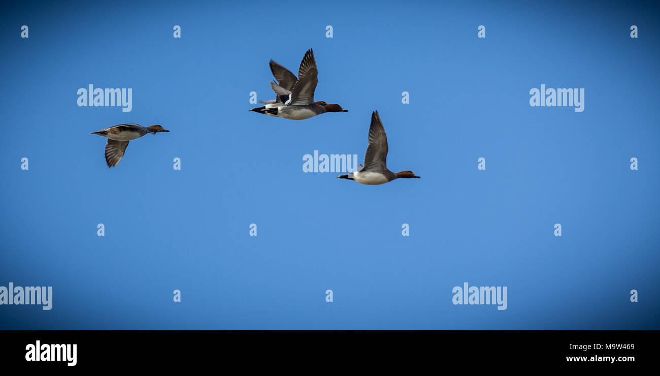 Wigeon anatre in volo, RSPB Frampton Marsh, Frampton, Boston, Lincolnshire, Inghilterra, GB, Regno Unito, Europa. Foto Stock
