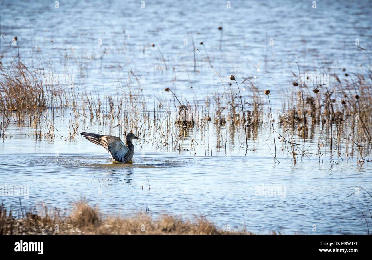 Mallard duck stretching le sue ali, RSPB Frampton Marsh, Frampton, Boston, Lincolnshire, Inghilterra, GB, Regno Unito, Europa. Foto Stock