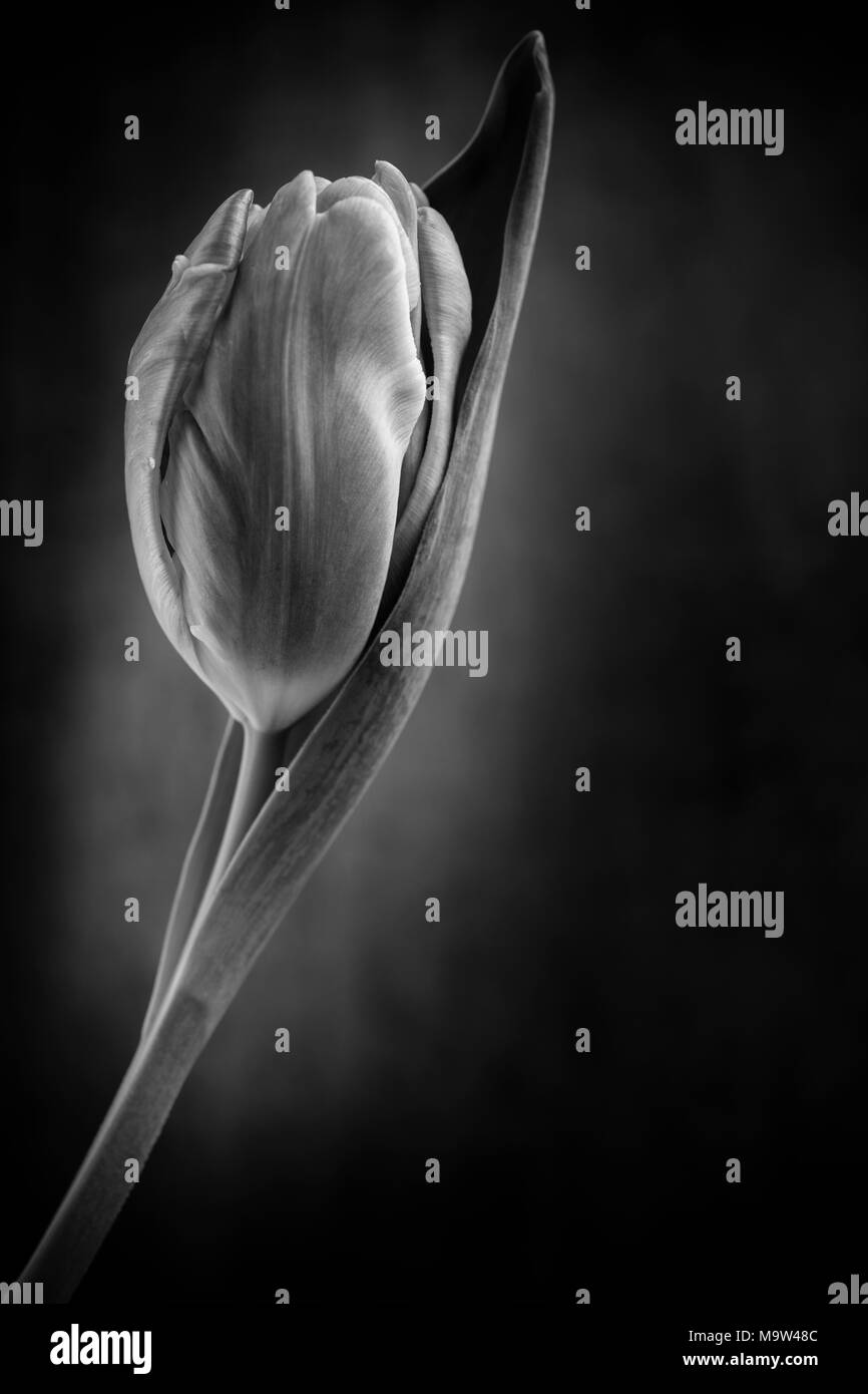 Un unico stelo tulip contro un sfondo a chiazze, illuminato dalla finestra di morbida luce. Convertito in bianco e nero. Foto Stock