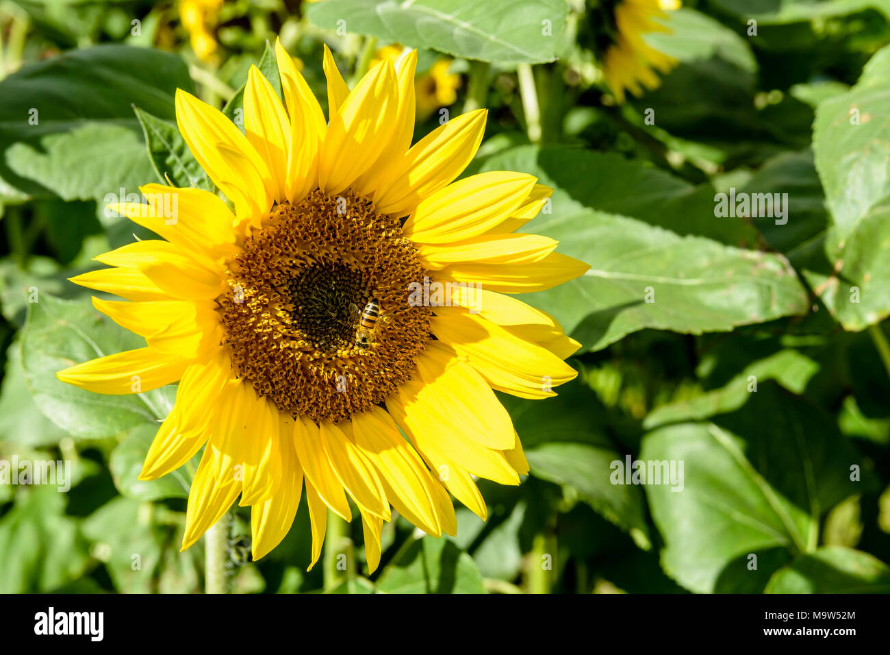 Vista ravvicinata di una testa di girasole con un'ape alimentazione dal disco di broccoli. Foto Stock