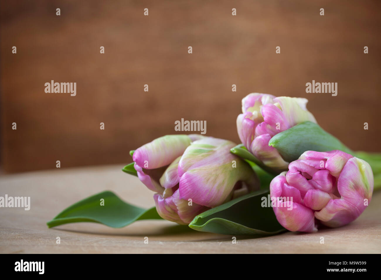 Tre tulipani rosa acceso dalla finestra naturale luce su una base di legno con un legno scuro dello sfondo. Foto Stock