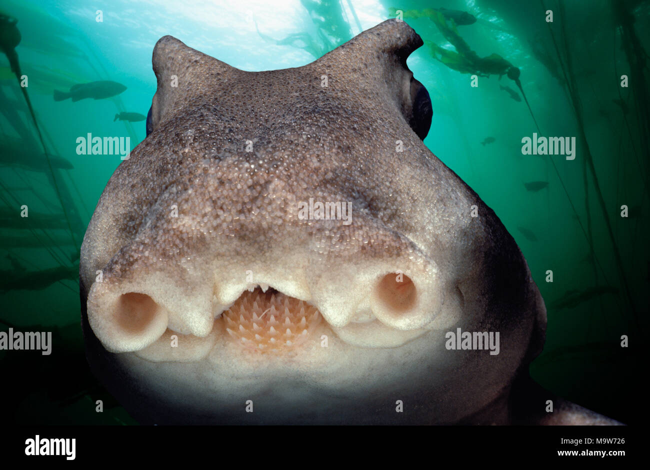 Faccia di Port Jackson (squalo Heterodontus portjacksoni) di notte, South Australia - grande insenatura Australiano. Questa immagine è stata alterata digitalmente per r Foto Stock