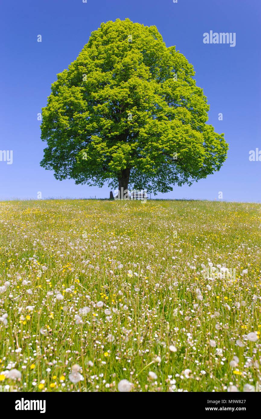 Unico grande albero di tiglio in campo con perfetta treetop Foto Stock
