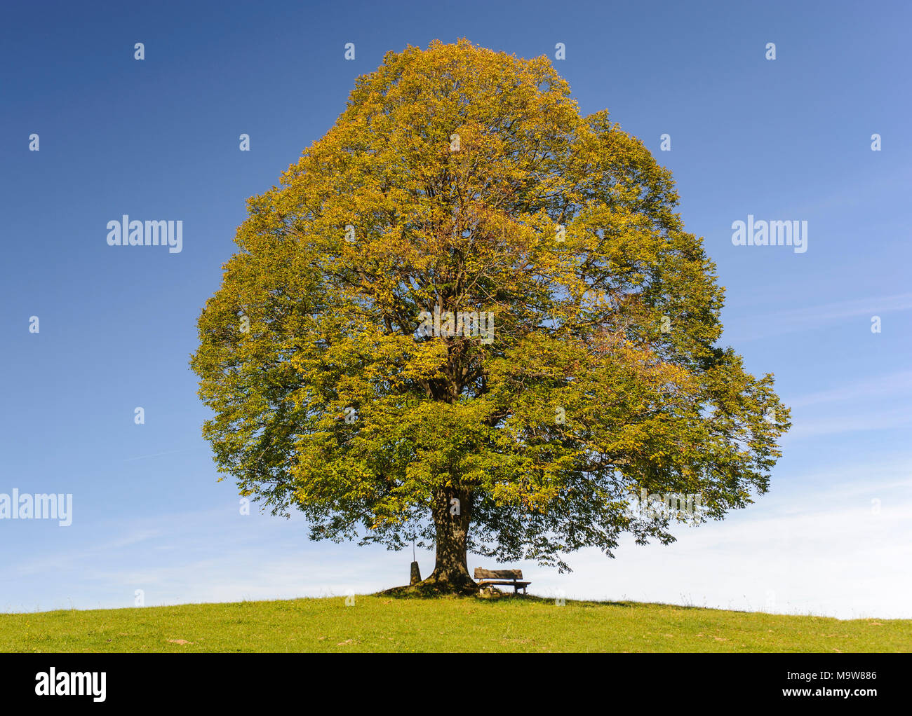Unico grande albero di tiglio in campo con perfetta treetop Foto Stock