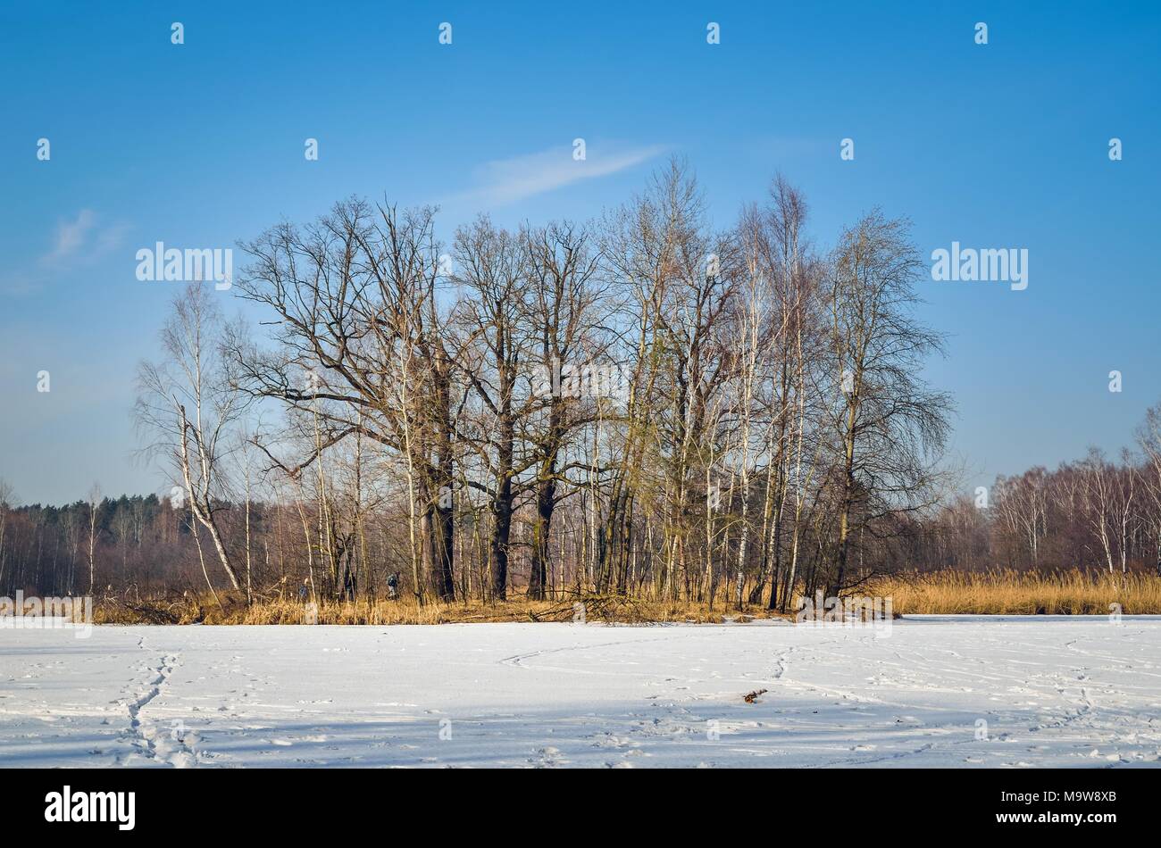 Soggiorno invernale paesaggio. Alberi dell'isola su un lago ghiacciato. Foto Stock