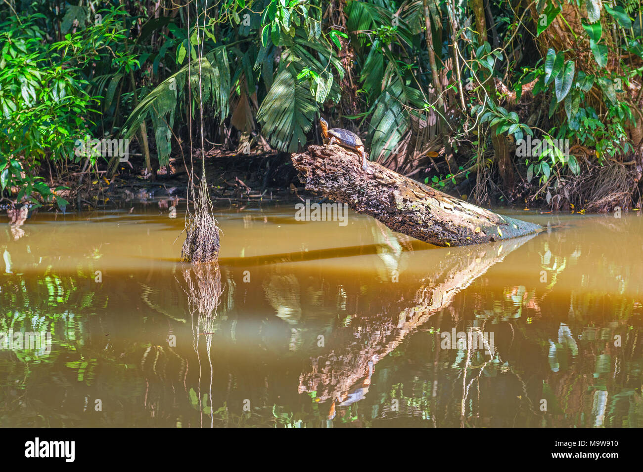 Il fiume nero Tartaruga (Rhinoclemmys funerea) all'interno del parco nazionale di Tortuguero foresta pluviale dalla Costa Caraibica del Costa Rica, America centrale. Foto Stock